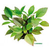 Hygrophila corymbosa - fishbox