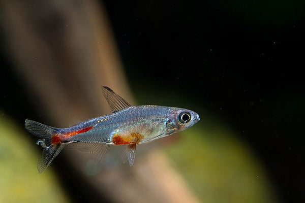 Brittanichthys axelrodi/myersi