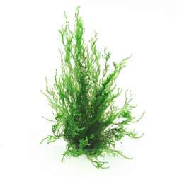 Taxiphyllum spec. ´Flame moss´, na mrežici - fishbox