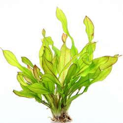 Echinodorus ´Green Chameleon´ - fishbox