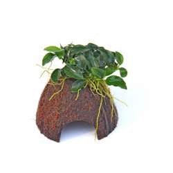Nano Cave z Anubias Bonsai - fishbox