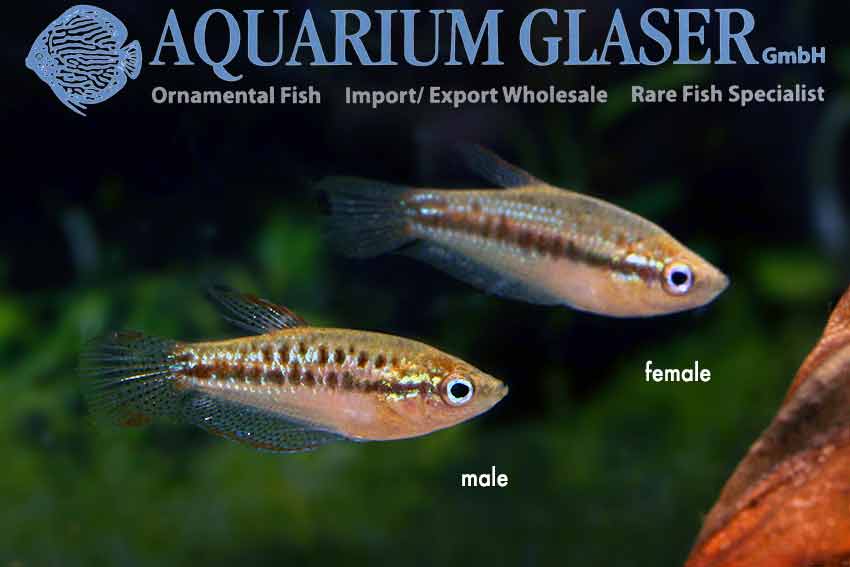 Trichopsis vittata – progasti godrnjavček / croaking gourami - fishbox