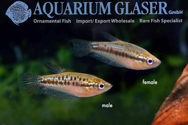 Trichopsis vittata – progasti godrnjavček / croaking gourami - fishbox