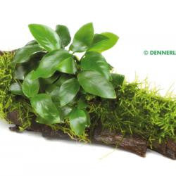 Anubias na korenini z mahom - fishbox