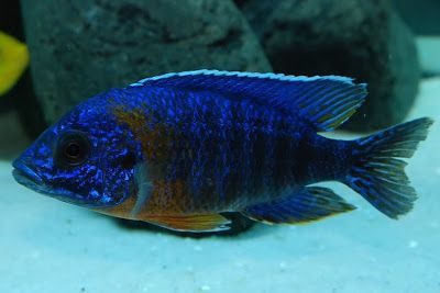 Aulonocara nyassae blue