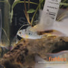 Mikrogeophagus altispinosus - Bolivijski pavlinček / Bolivian Ram - fishbox