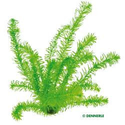 Egeria densa, `Tropical Type` - fishbox