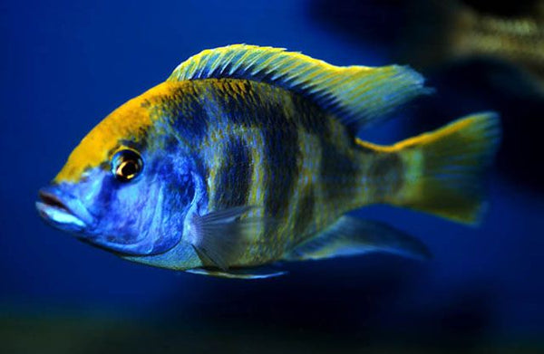 Nimbochromis venustus