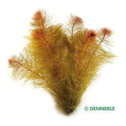 Myriophyllum tuberculatum - fishbox