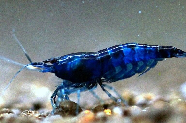 Neocaridina davidi – sladkovodna kozica / Cherry Shrimp - Blue Velvet