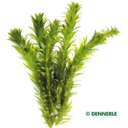 Egeria densa Special, ´Dense Waterweed` - fishbox