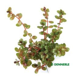Rotala rotundifolia emers - fishbox