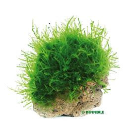 Nano Stone z Java moss - fishbox