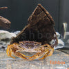 Parathelphusa pantherina / Panther Crab - fishbox