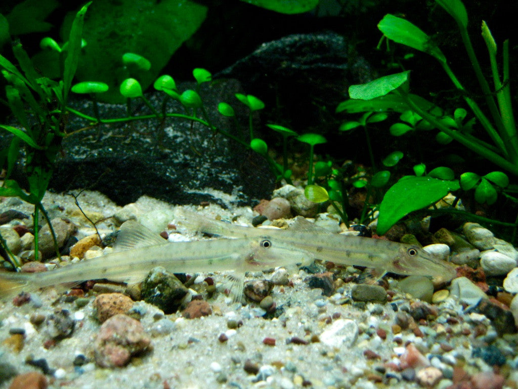 Acantopsis dialuzona - fishbox