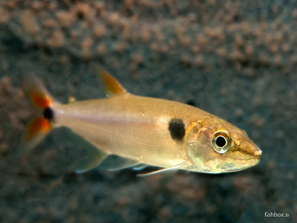 Acestrorhynchus falcatus - fishbox