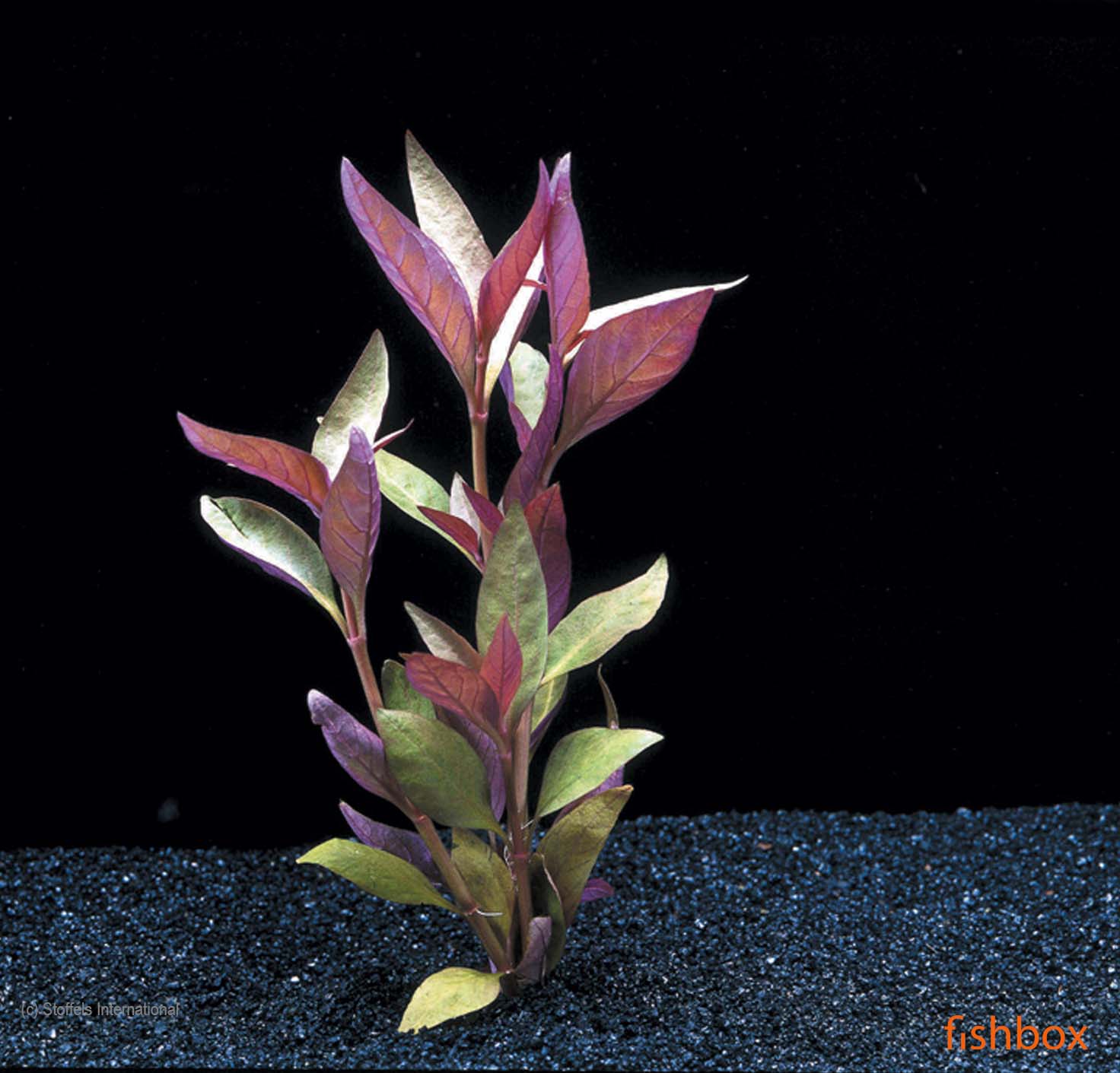 Althernanthera Lilacina - fishbox