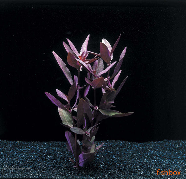 Althernanthera Sessilis - fishbox