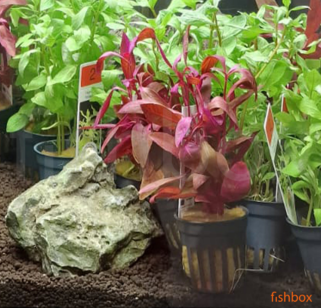 Alternanthera reineckii RED - fishbox