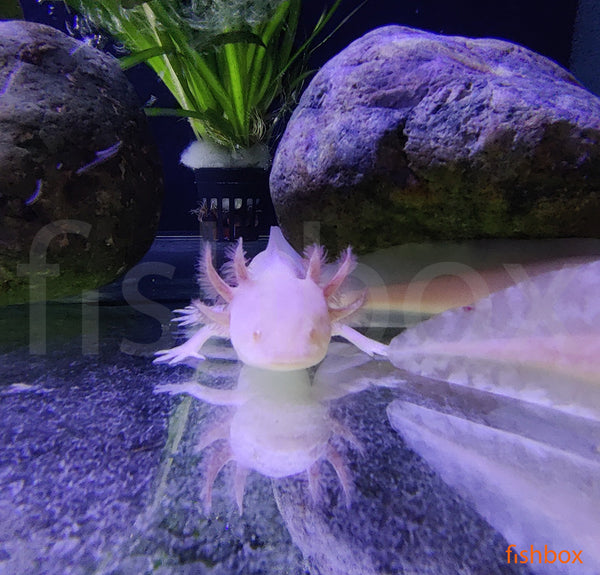 Ambystoma mexicanum - Mehiški prečnozobec / Axolotl - fishbox