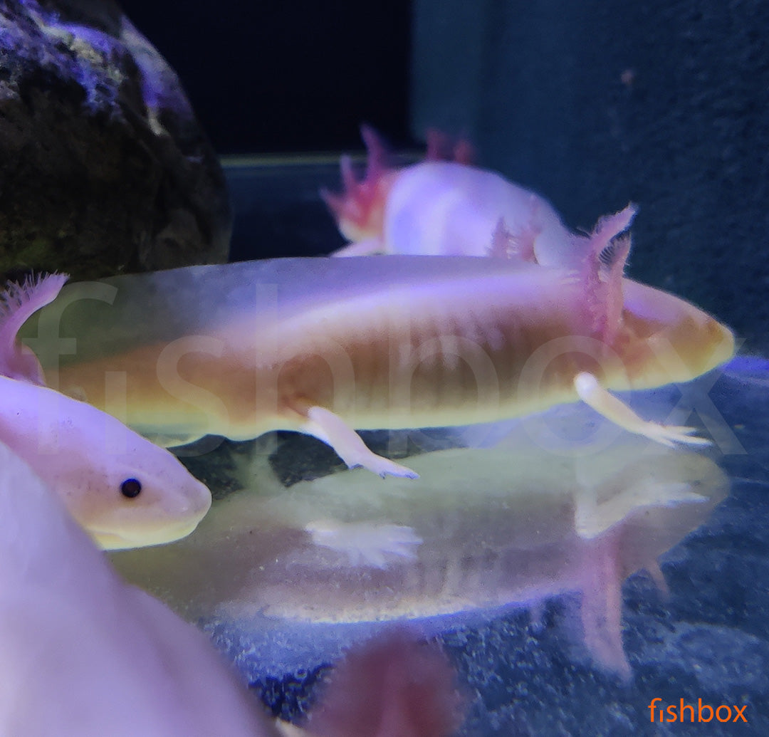 Ambystoma mexicanum - Mehiški prečnozobec / Axolotl - fishbox