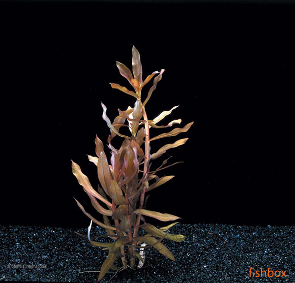 Ammania gracilis - fishbox