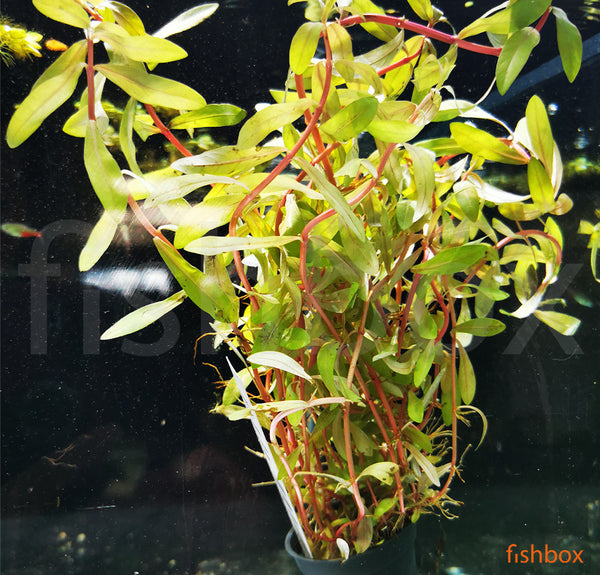 Ammannia pedicellata 'Golden' - fishbox