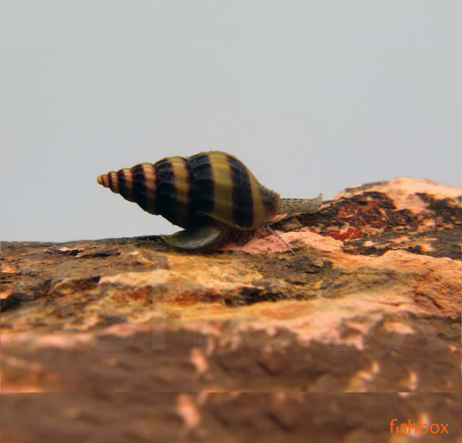 Anentome helena - polžojedi polž / Assasin snail - fishbox
