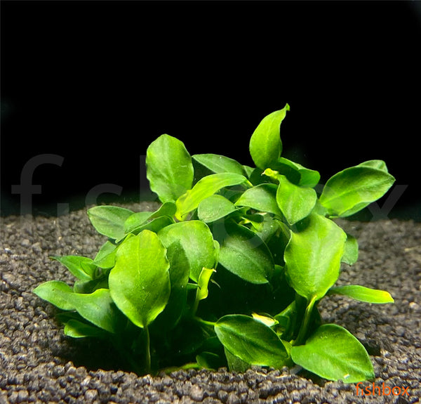 Anubias barteri var. nana Mini - fishbox