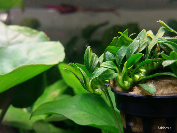 Anubias nana "Pangolino" - fishbox