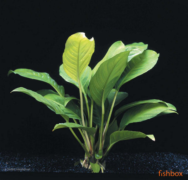 Anubias heterophylla - fishbox