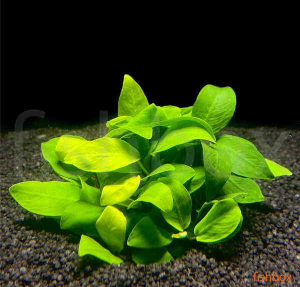 Anubias barteri Petite - fishbox