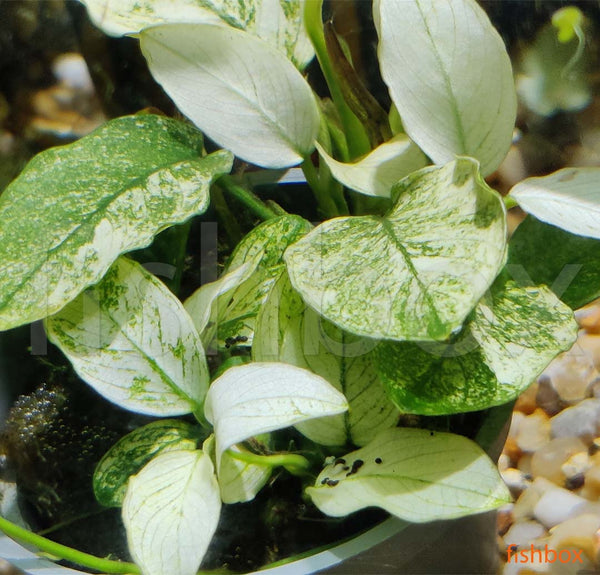 Anubias barteri var. nana 'Pinto' - fishbox