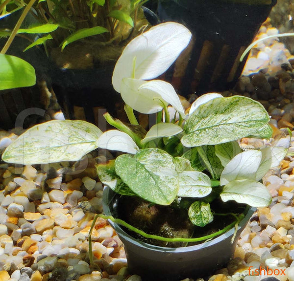 Anubias barteri var. nana 'Pinto' - fishbox