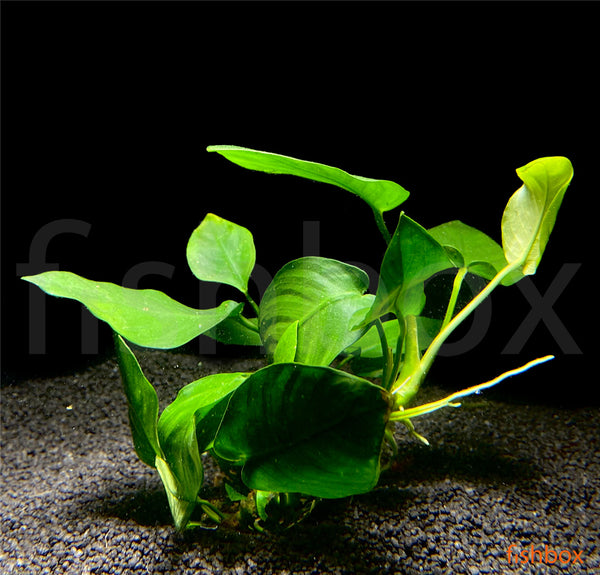 Anubias barteri nana - fishbox