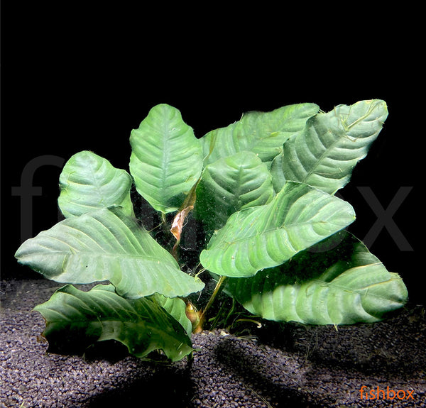 Anubias barteri coffeefolia - fishbox