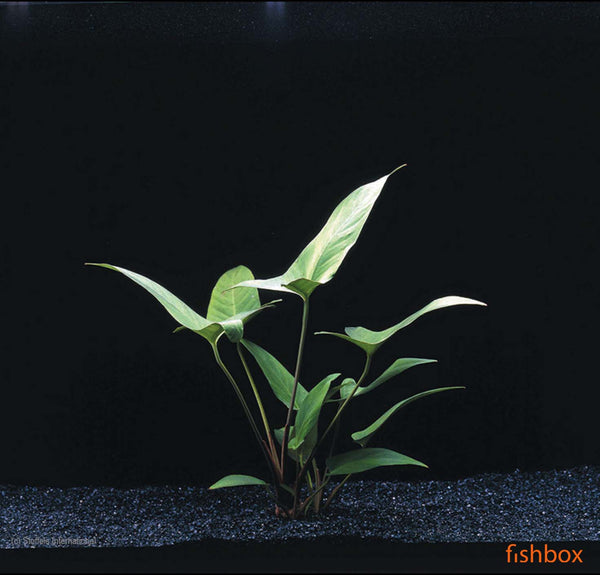 Anubias hastifolia - fishbox