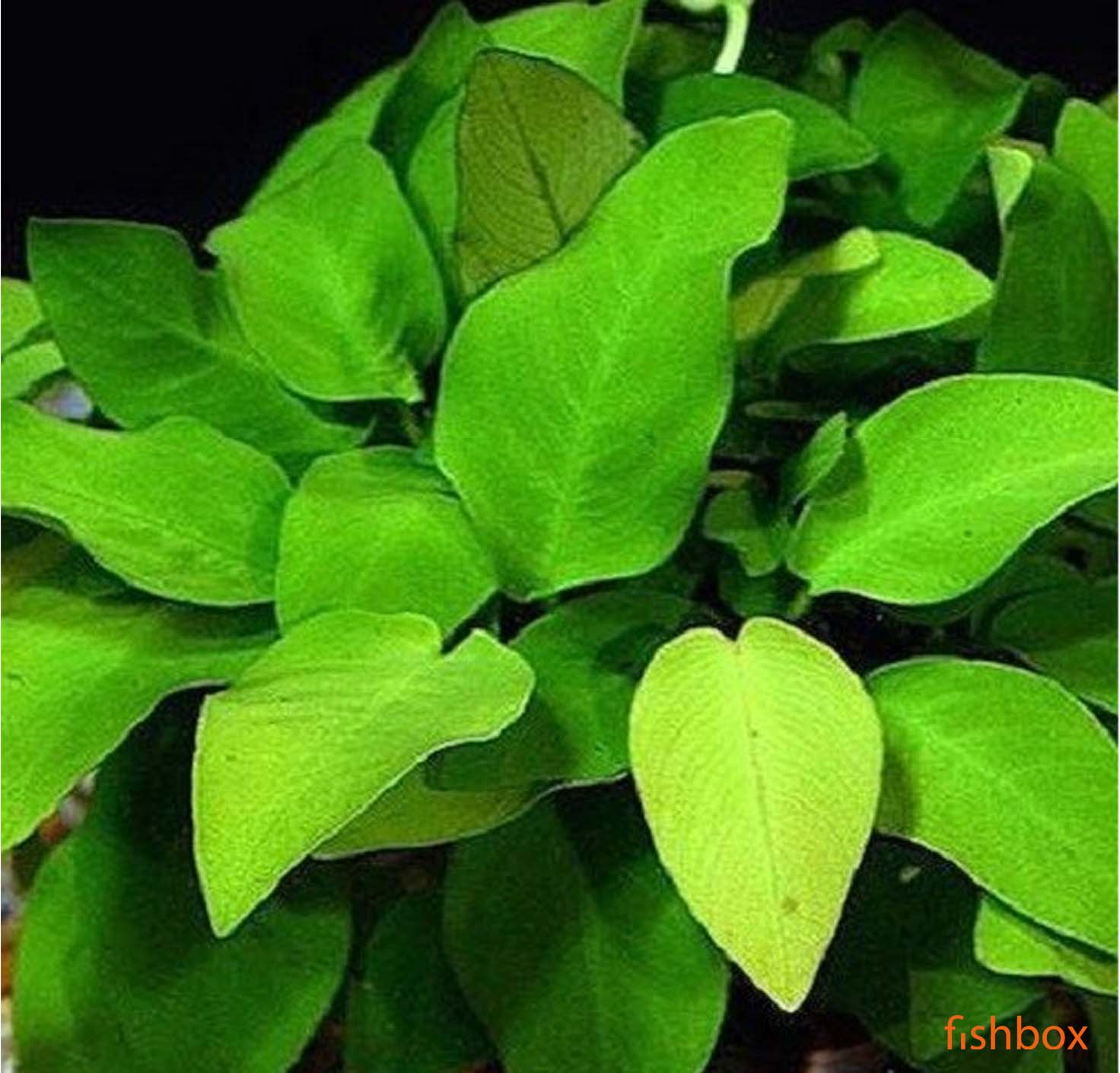 Anubias nana var. 'Yellow Heart'