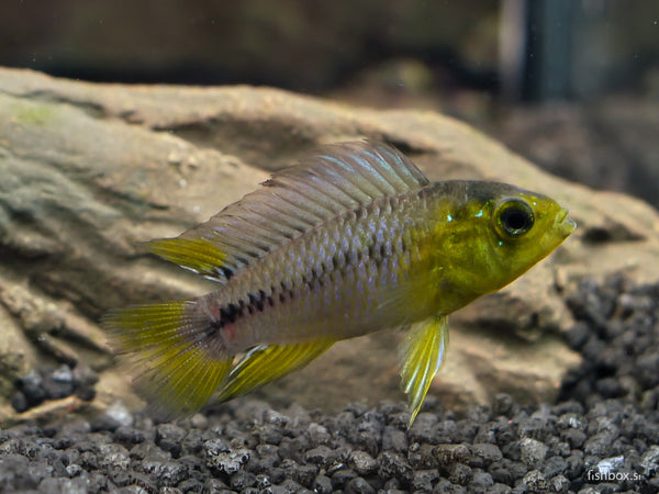 Apistogramma borelli - fishbox