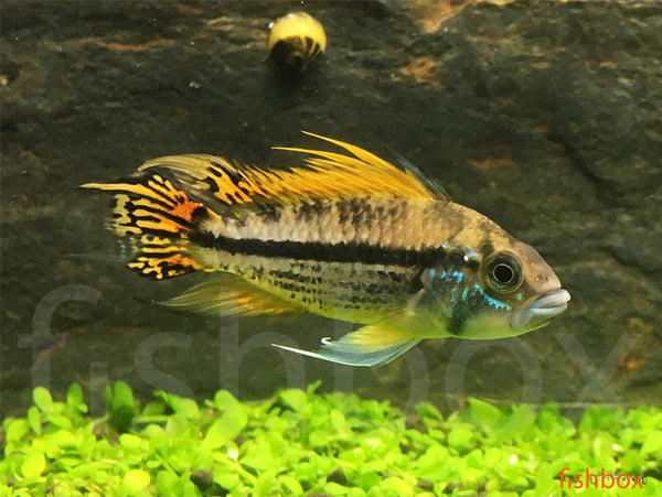 Apistogramma cacatuoides - kakadujski pritlikavi ostrižnik / Cockatoo Dwarf Cichlid- fishbox