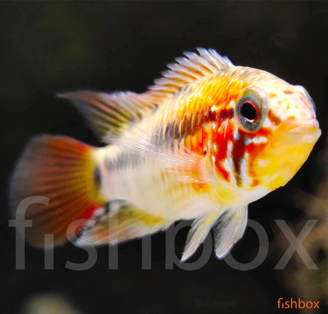 Apistogramma macmasteri - fishbox