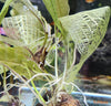 Aponogeton madagascariensis - fishbox