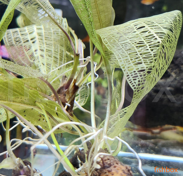 Aponogeton madagascariensis - fishbox