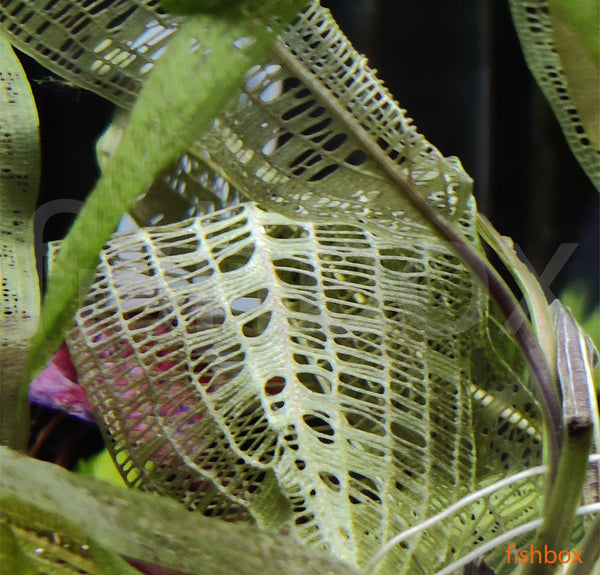 Aponogeton madagascariensis - fishbox