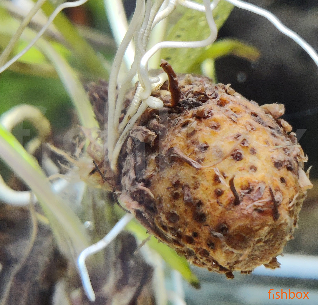 Aponogeton madagascariensis - fishbox