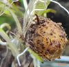 Aponogeton madagascariensis - fishbox