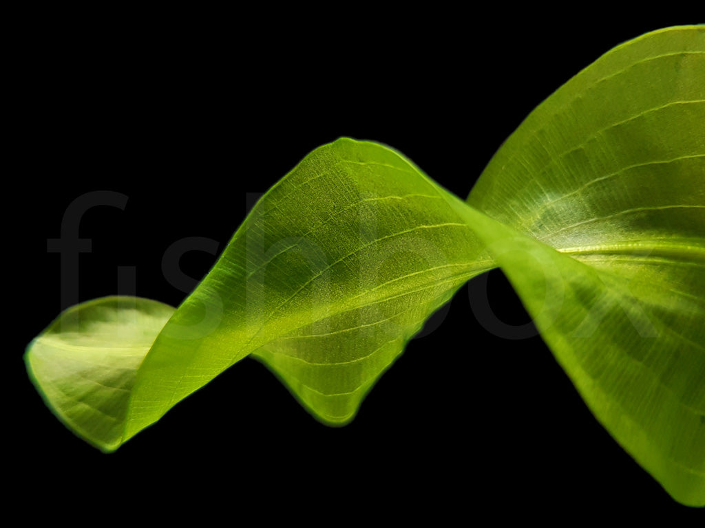 Aponogeton ulvaceus gomolj - fishbox