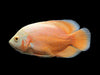 Astronotus ocellatus - oskar / Oscar