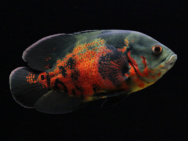 Astronotus ocellatus - fishbox