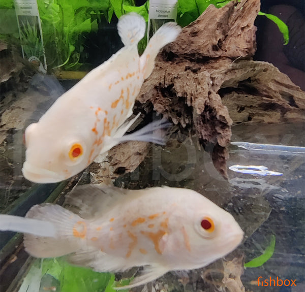 Astronotus ocellatus ALBINO RED TIGER - fishbox